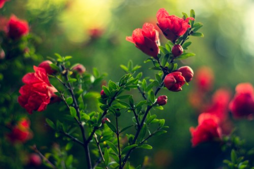 flowers-red-wallpaper