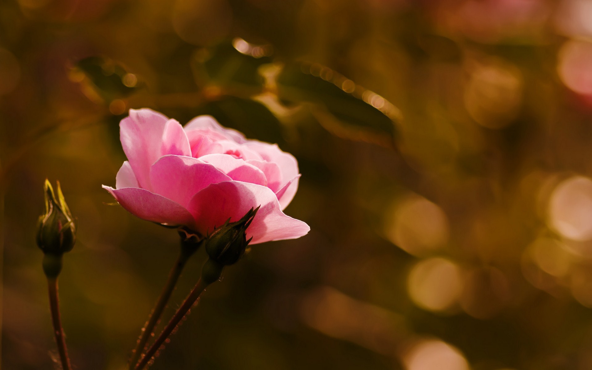 pink-flower-picture